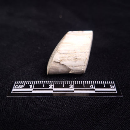 PETRIFIED WOOD, Jurassic, Australia XPL009