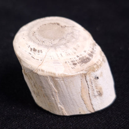 PETRIFIED WOOD, Jurassic, Australia XPL009