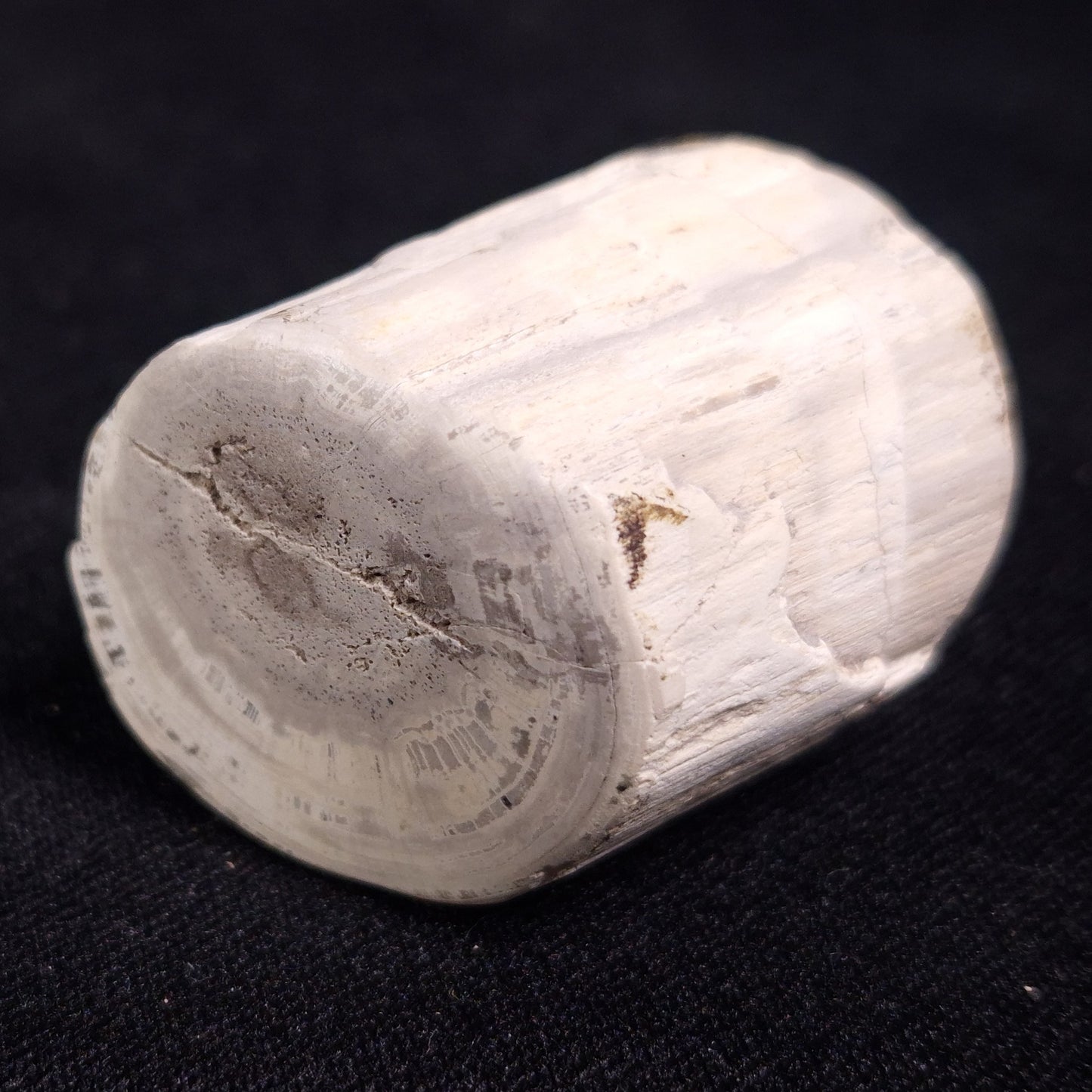 PETRIFIED WOOD, Jurassic, Australia XPL009