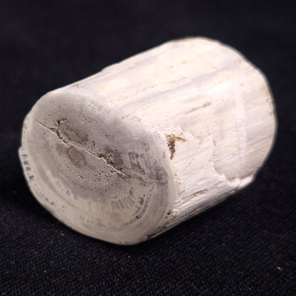 PETRIFIED WOOD, Jurassic, Australia XPL009