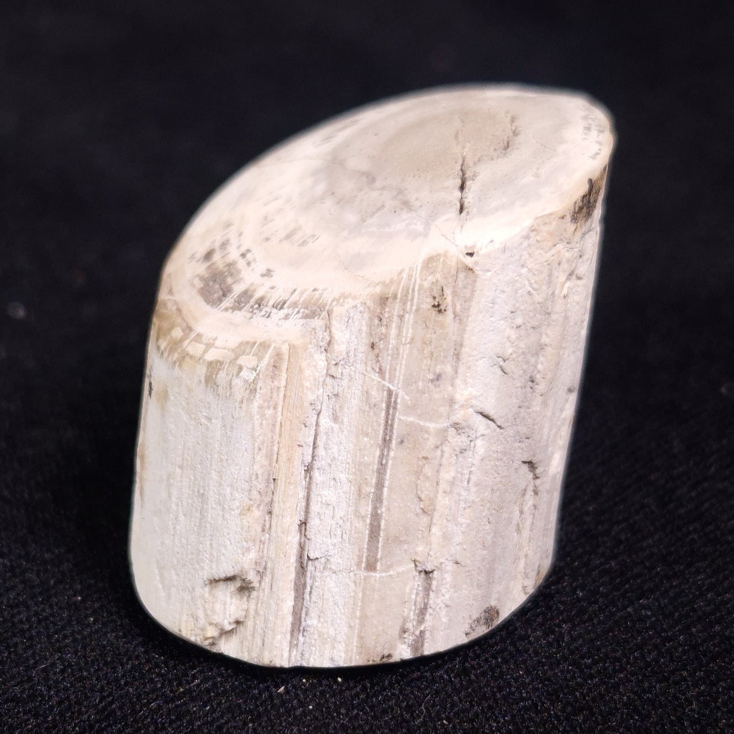 PETRIFIED WOOD, Jurassic, Australia XPL009