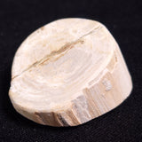PETRIFIED WOOD, Jurassic, Australia XPL010