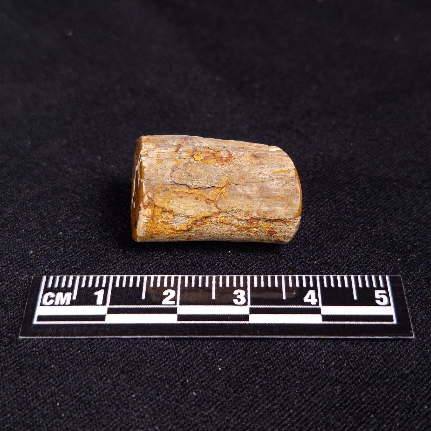 PETRIFIED WOOD, Jurassic, Australia XPL011