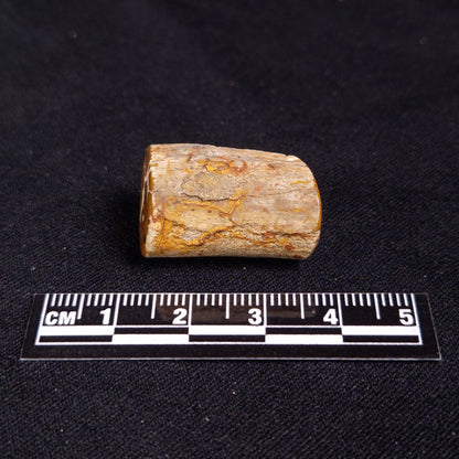 PETRIFIED WOOD, Jurassic, Australia XPL011