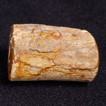 PETRIFIED WOOD, Jurassic, Australia XPL011