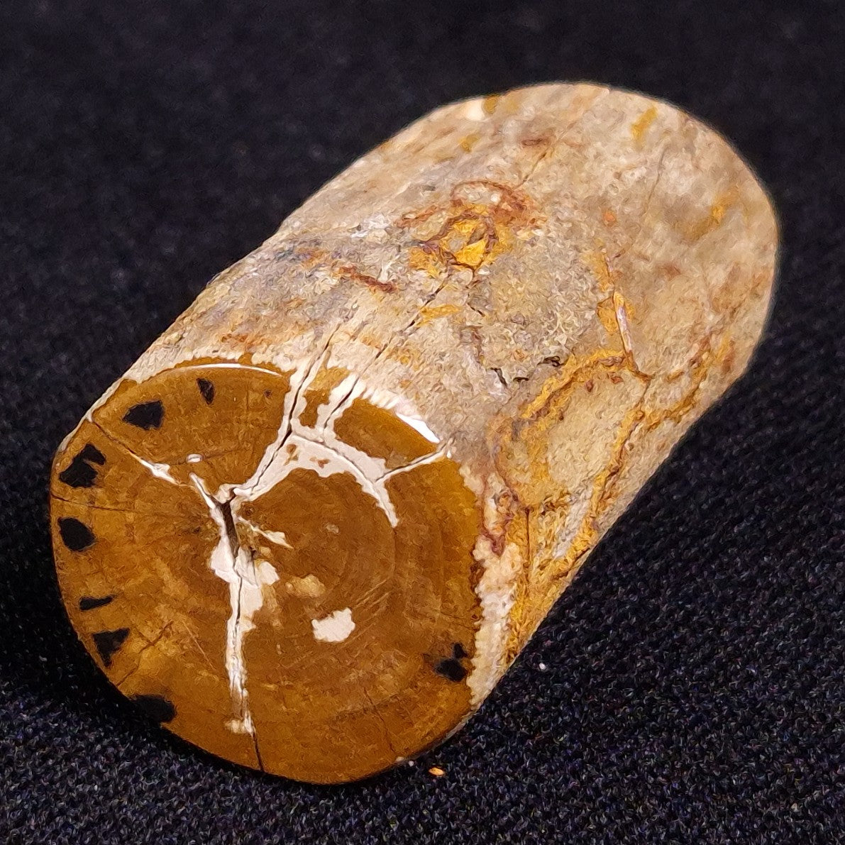 PETRIFIED WOOD, Jurassic, Australia XPL011