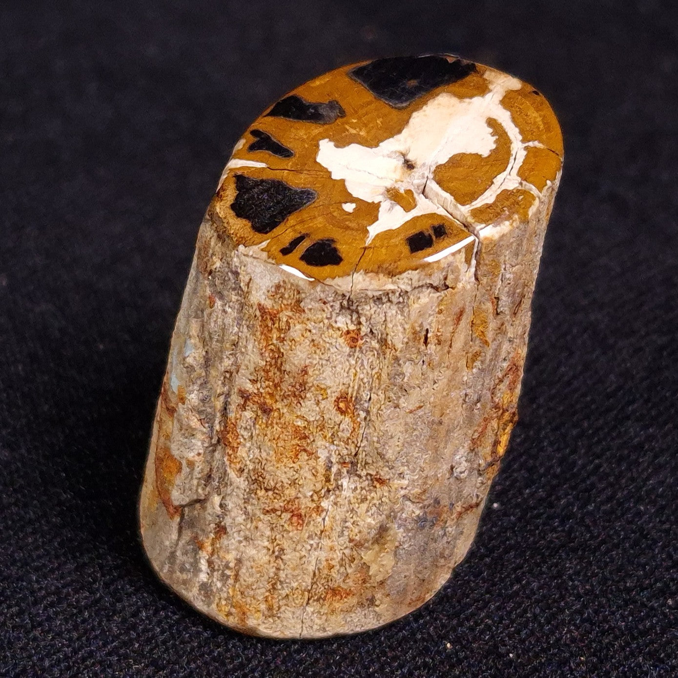 PETRIFIED WOOD, Jurassic, Australia XPL011