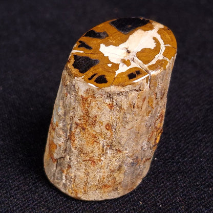 PETRIFIED WOOD, Jurassic, Australia XPL011