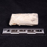PETRIFIED WOOD, Jurassic, Australia XPL012
