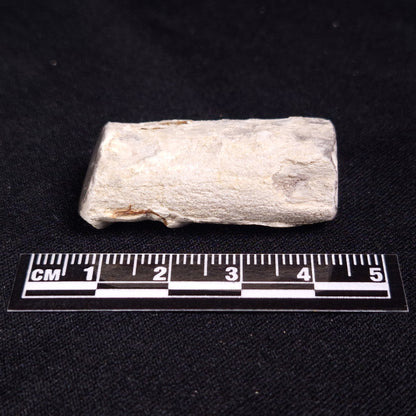 PETRIFIED WOOD, Jurassic, Australia XPL012
