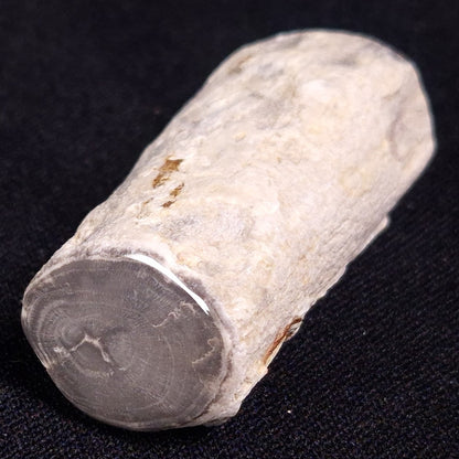 PETRIFIED WOOD, Jurassic, Australia XPL012