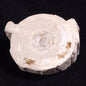 PETRIFIED WOOD, Jurassic, Australia XPL013