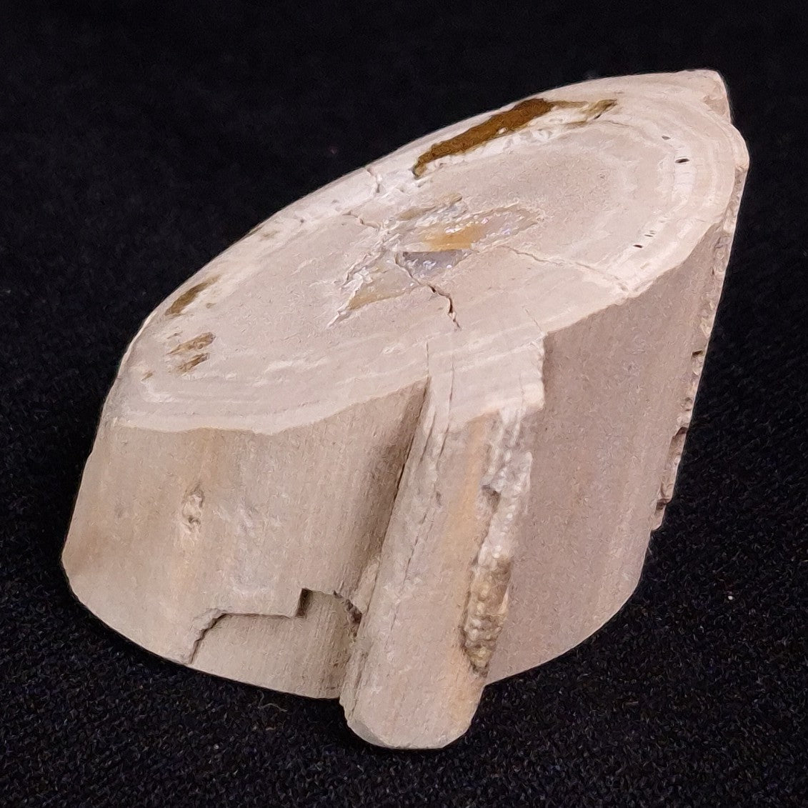 PETRIFIED WOOD, Jurassic, Australia XPL013