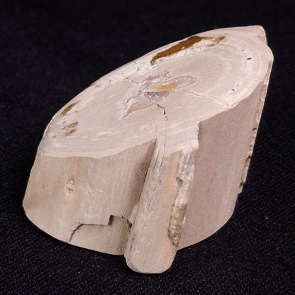 PETRIFIED WOOD, Jurassic, Australia XPL013
