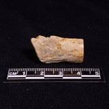 PETRIFIED WOOD, Jurassic, Australia XPL014