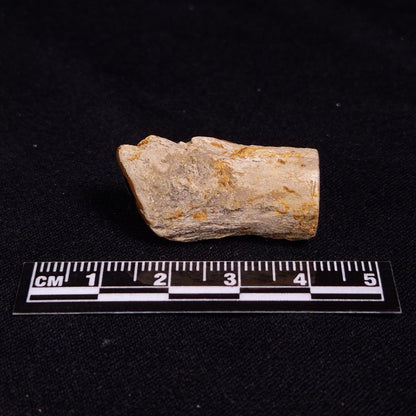 PETRIFIED WOOD, Jurassic, Australia XPL014
