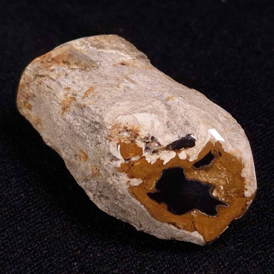 PETRIFIED WOOD, Jurassic, Australia XPL014
