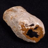 PETRIFIED WOOD, Jurassic, Australia XPL014