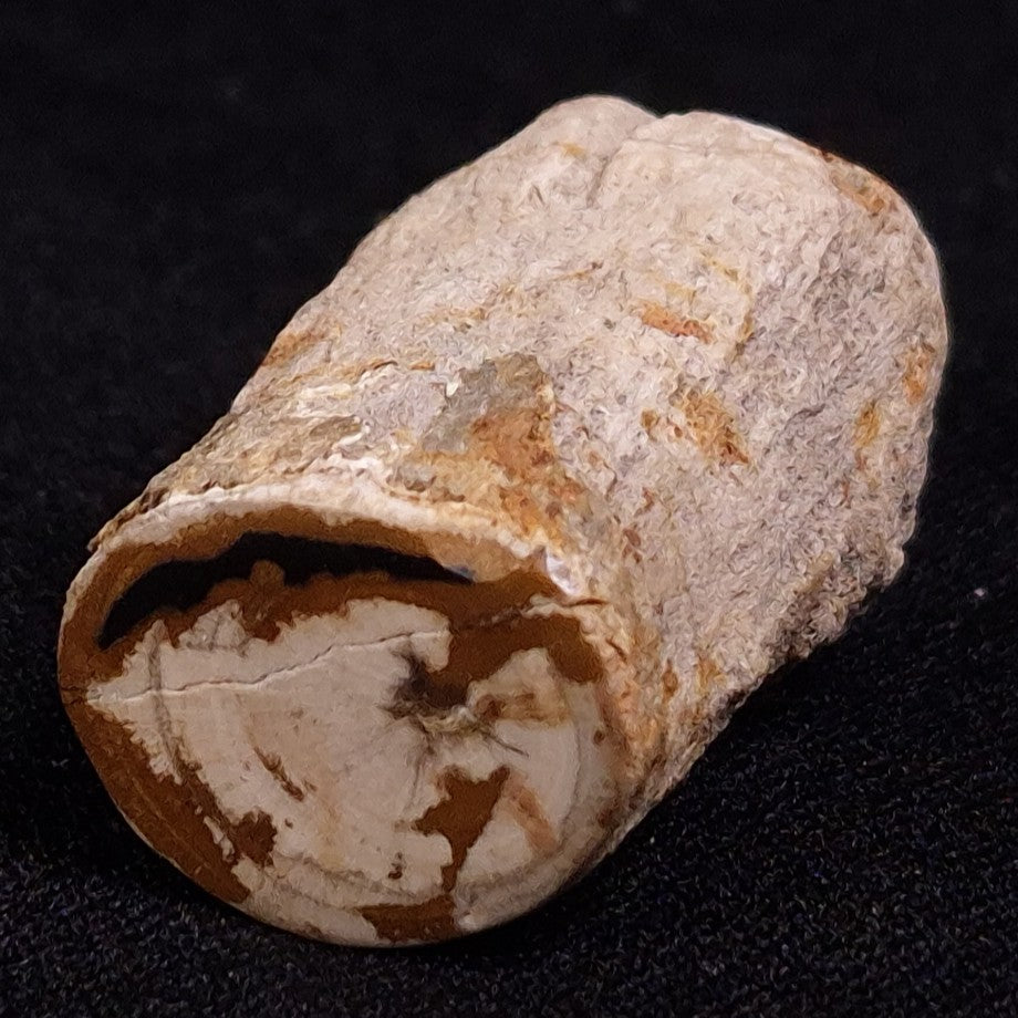 PETRIFIED WOOD, Jurassic, Australia XPL014
