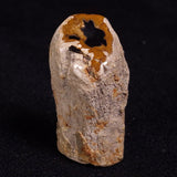 PETRIFIED WOOD, Jurassic, Australia XPL014