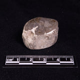 PETRIFIED WOOD, Jurassic, Australia XPL015