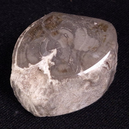 PETRIFIED WOOD, Jurassic, Australia XPL015