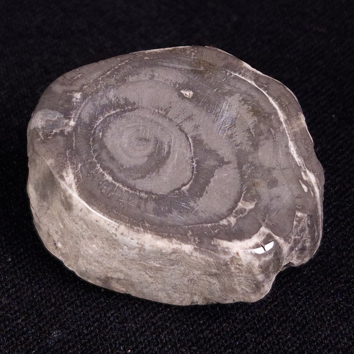 PETRIFIED WOOD, Jurassic, Australia XPL015