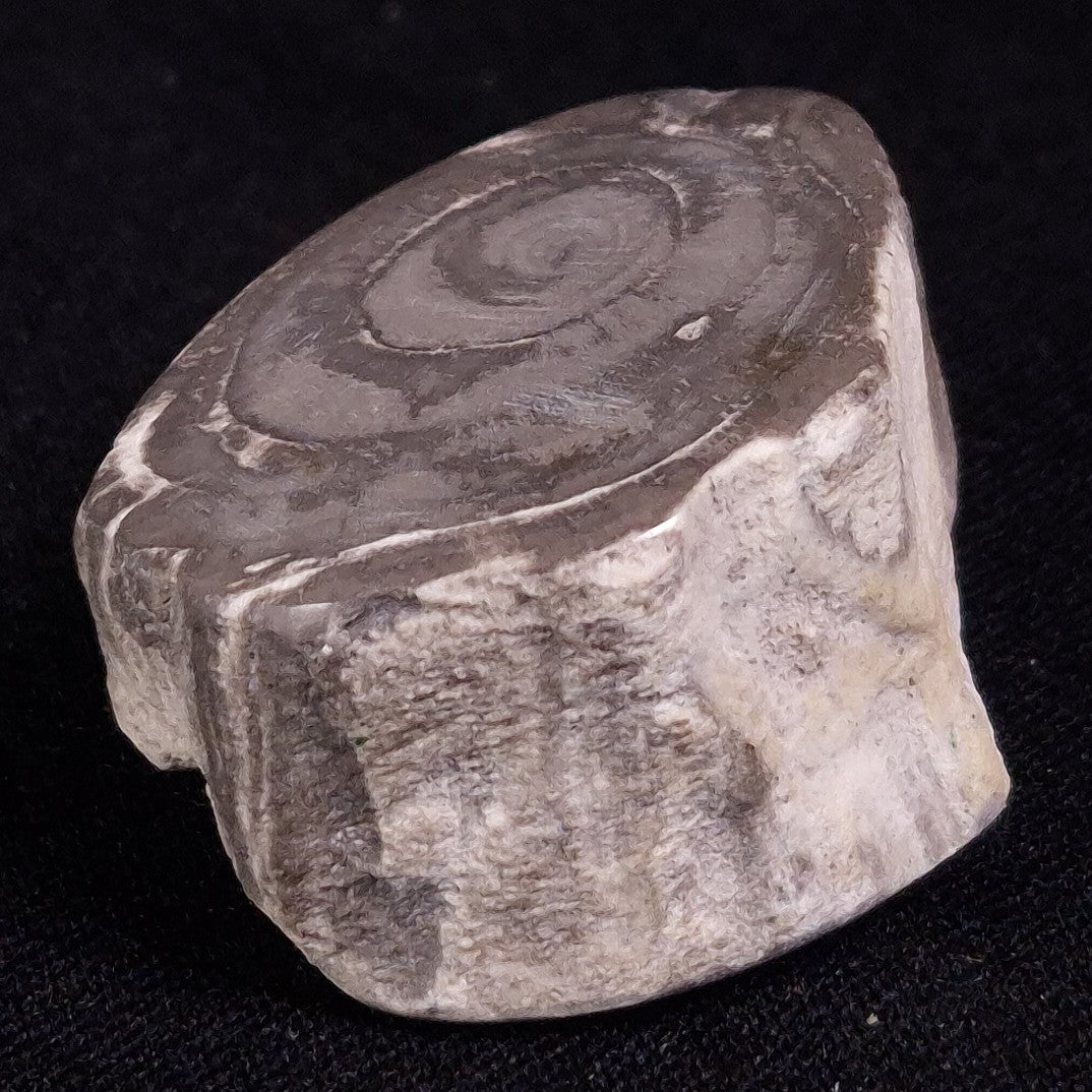 PETRIFIED WOOD, Jurassic, Australia XPL015