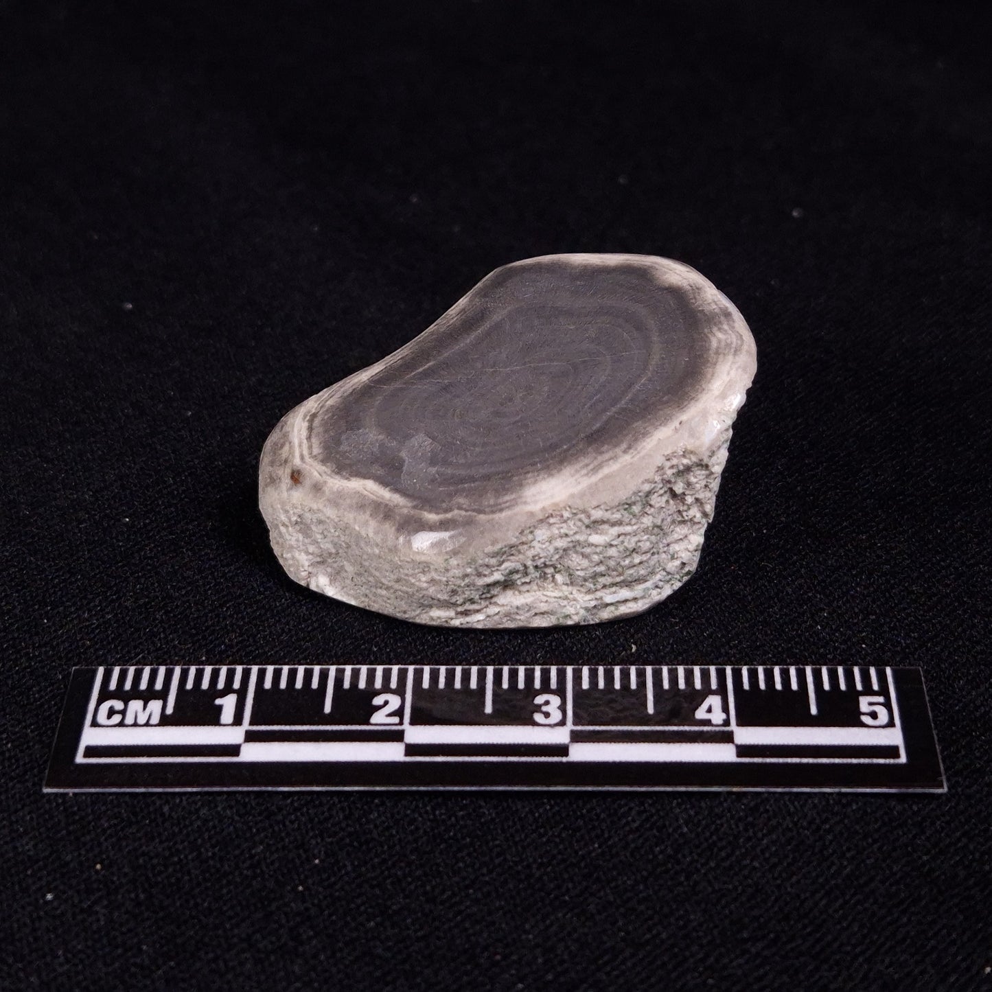 PETRIFIED WOOD, Jurassic, Australia XPL016