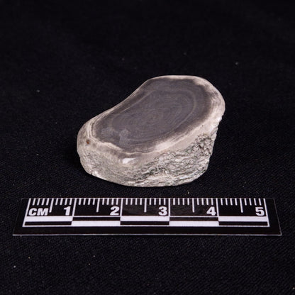 PETRIFIED WOOD, Jurassic, Australia XPL016