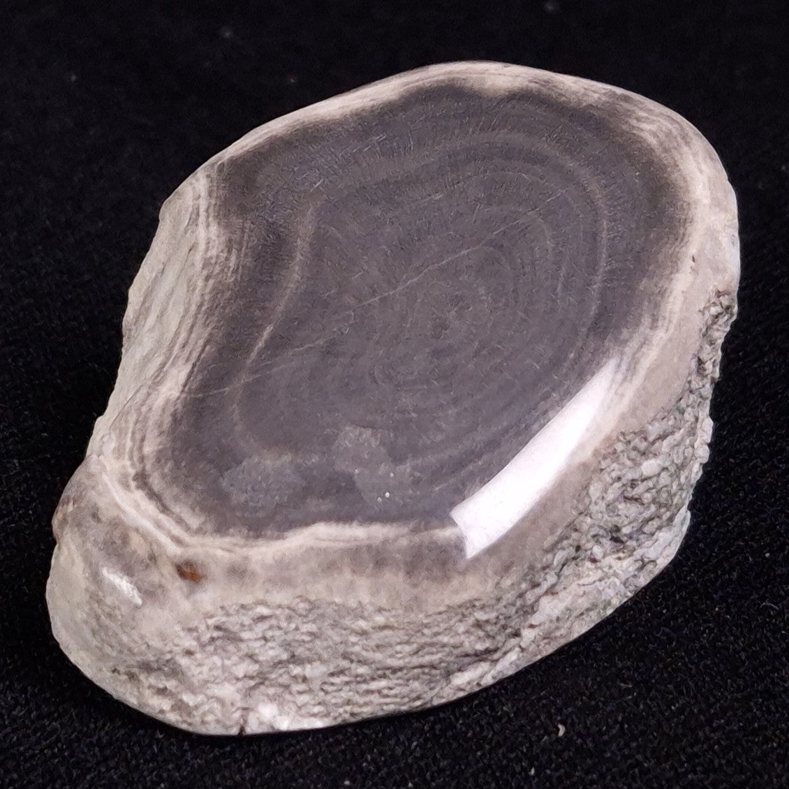 PETRIFIED WOOD, Jurassic, Australia XPL016