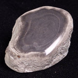 PETRIFIED WOOD, Jurassic, Australia XPL016