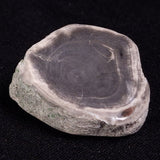 PETRIFIED WOOD, Jurassic, Australia XPL016