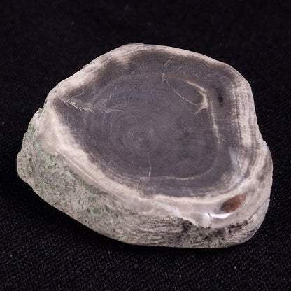 PETRIFIED WOOD, Jurassic, Australia XPL016