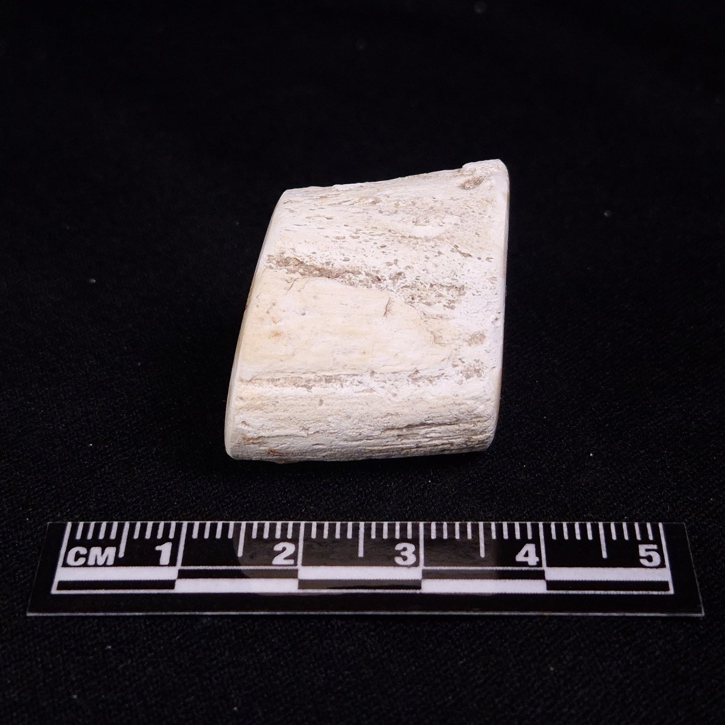 PETRIFIED WOOD, Jurassic, Australia XPL017