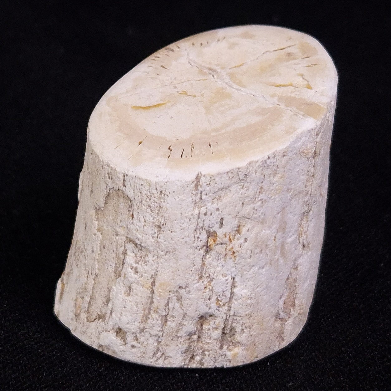 PETRIFIED WOOD, Jurassic, Australia XPL017