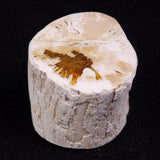 PETRIFIED WOOD, Jurassic, Australia XPL017