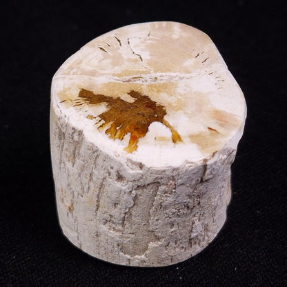 PETRIFIED WOOD, Jurassic, Australia XPL017