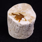 PETRIFIED WOOD, Jurassic, Australia XPL017