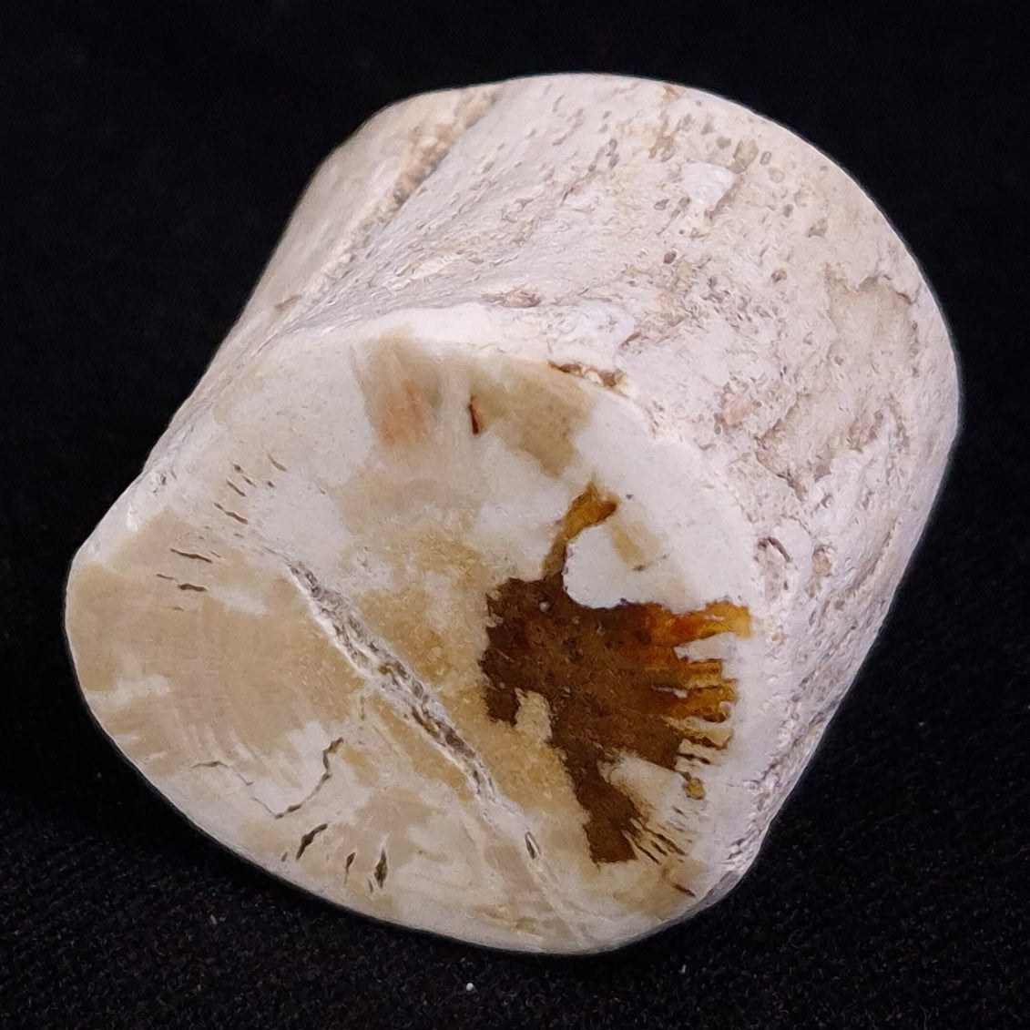 PETRIFIED WOOD, Jurassic, Australia XPL017