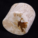 PETRIFIED WOOD, Jurassic, Australia XPL017