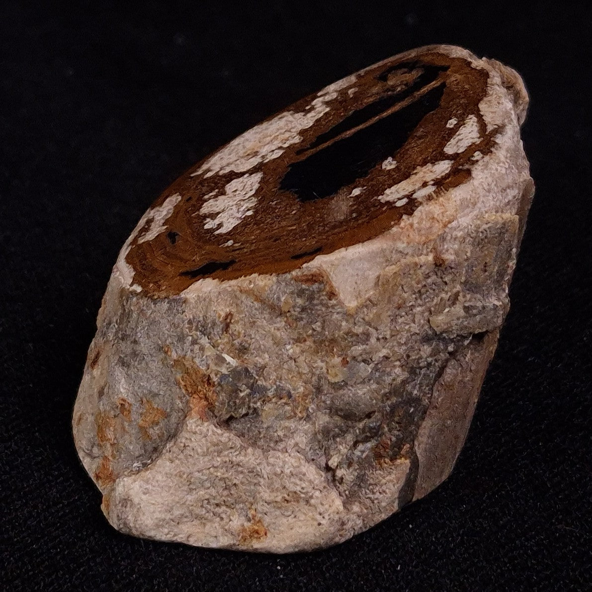 PETRIFIED WOOD, Jurassic, Australia XPL018
