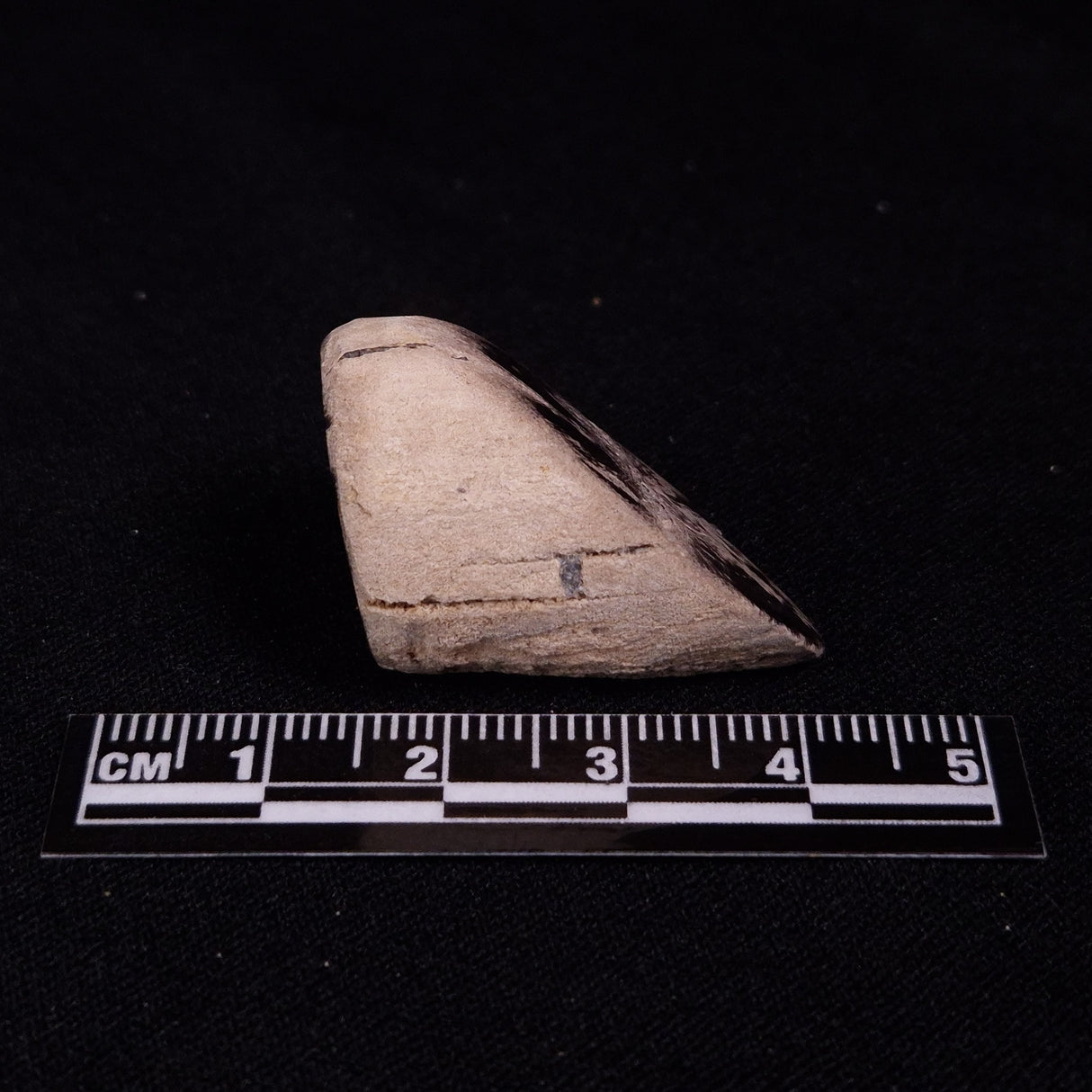 PETRIFIED WOOD, Jurassic, Australia XPL019