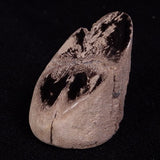 PETRIFIED WOOD, Jurassic, Australia XPL019