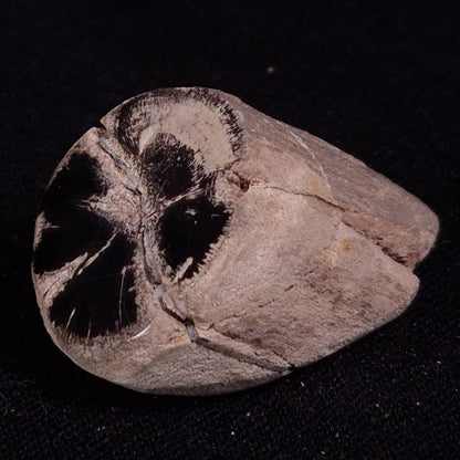 PETRIFIED WOOD, Jurassic, Australia XPL019