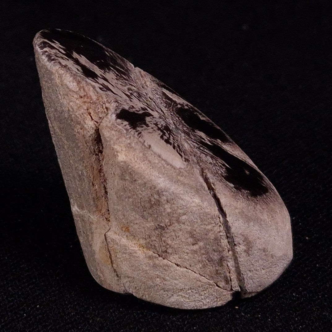 PETRIFIED WOOD, Jurassic, Australia XPL019