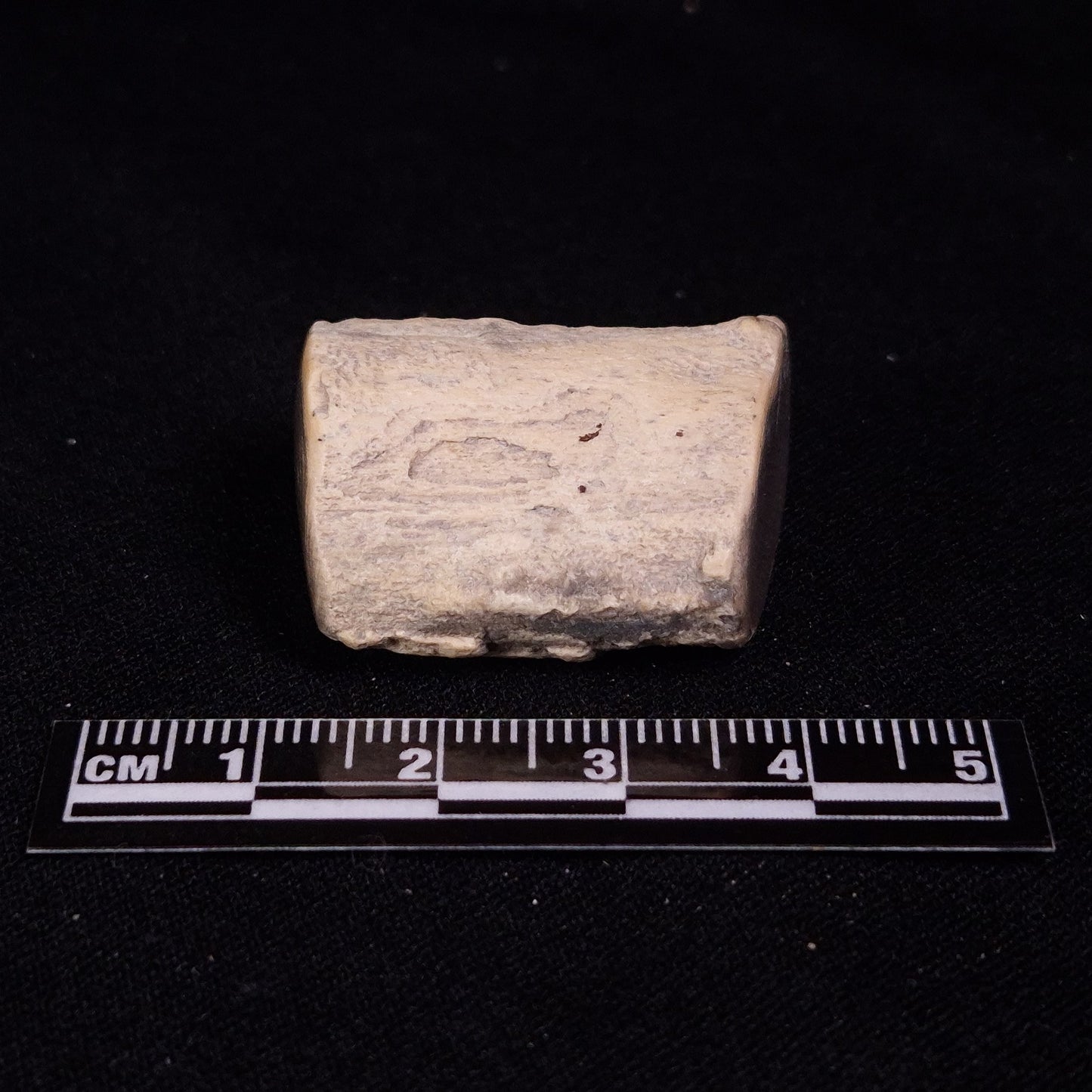 PETRIFIED WOOD, Jurassic, Australia XPL020