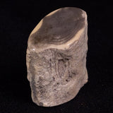 PETRIFIED WOOD, Jurassic, Australia XPL020