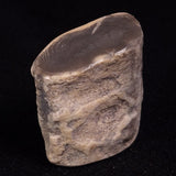 PETRIFIED WOOD, Jurassic, Australia XPL020