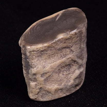 PETRIFIED WOOD, Jurassic, Australia XPL020